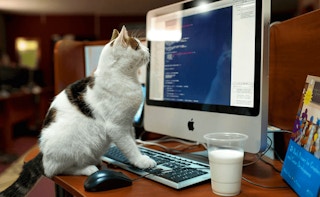 Image Cat Memory Match